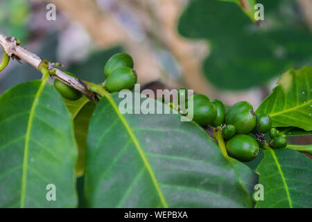 grüne Kaffeebohnen auf dem Baum Stockfoto