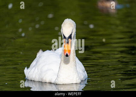 Nur ein Schwan Stockfoto