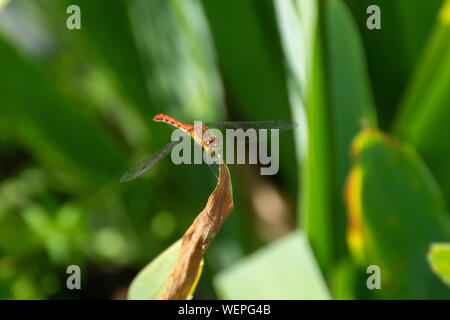 Ein männlicher White-faced Meadowhawk (Aeshna obtrusum) ist eine Libelle der Gattung Aeshna thront auf einer Anlage im Garten in Ontario, Kanada. Stockfoto