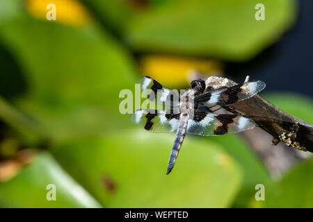 Acht - gefleckte Skimmer (Libellula forensis) Libelle auf einem Zweig der Baumstruktur aus der Nähe zeigen, schöne Farben schwarz und weiß in der Sunshine gehockt Stockfoto