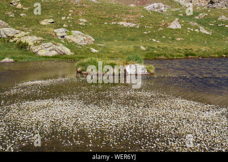 Weiße Blumen von Ranunculus trichophyllus, Threadleaf crowfoot, wachsen in einem Bergsee Stockfoto