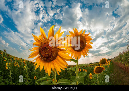 Zwei helle Sonnenblumen shot mit Weitwinkelobjektiv. Farbenfrohe gelbe Sonnenblumen und strahlend blauen Himmel. Stockfoto