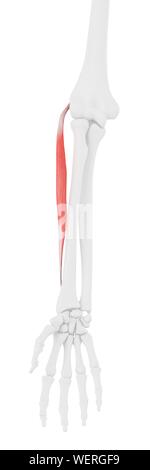Extensor carpi radialis brevis Muskel, Abbildung Stockfoto