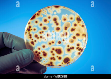 Bakterien auf Petrischale Stockfoto