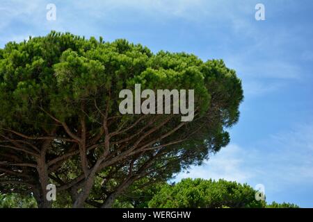 Teil einer Kiefer (Pinus pinea) mit blauem Himmel an der Côte d'Azur, Frankreich Stockfoto