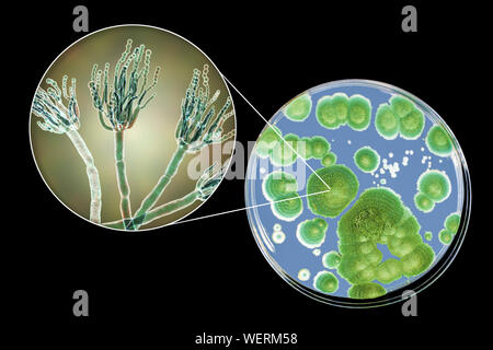 Schimmel Penicillium, zusammengesetztes Bild Stockfoto