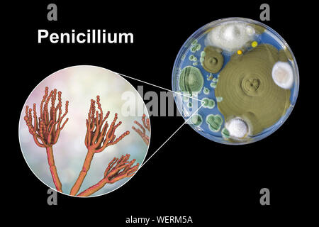 Schimmel Penicillium, zusammengesetztes Bild Stockfoto