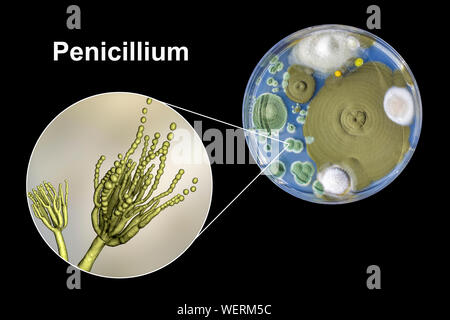 Schimmel Penicillium, zusammengesetztes Bild Stockfoto