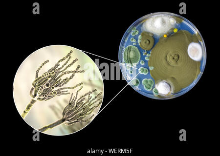 Schimmel Penicillium, zusammengesetztes Bild Stockfoto