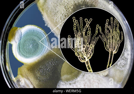 Schimmel Penicillium, zusammengesetztes Bild Stockfoto