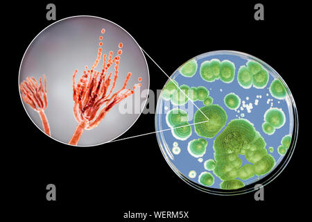 Schimmel Penicillium, zusammengesetztes Bild Stockfoto