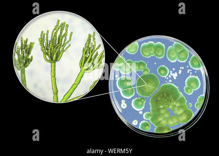 Schimmel Penicillium, zusammengesetztes Bild Stockfoto