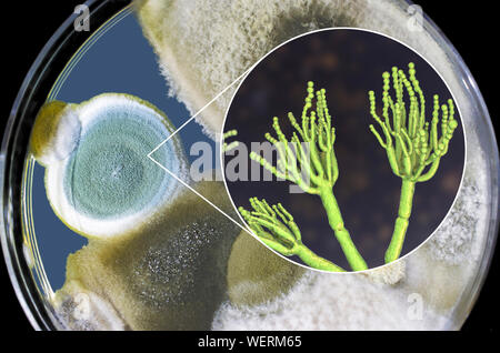 Schimmel Penicillium, zusammengesetztes Bild Stockfoto