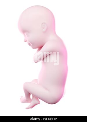 Fetus in Woche 30, Abbildung Stockfoto