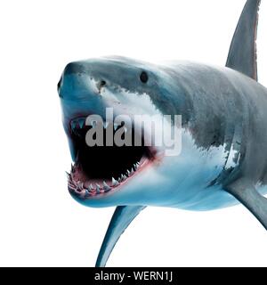 Great White Shark, Abbildung Stockfoto