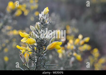 Blühende Spiky Ginster Bush mit gelben Blumen Stockfoto