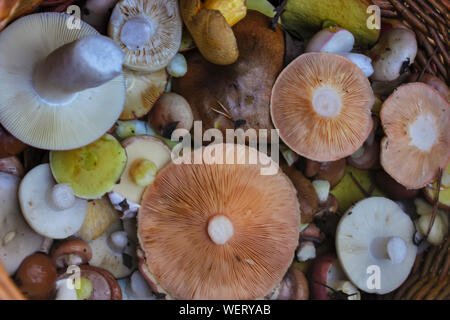Essbare Wald Pilze im Weidenkorb, Ansicht von oben. Stockfoto