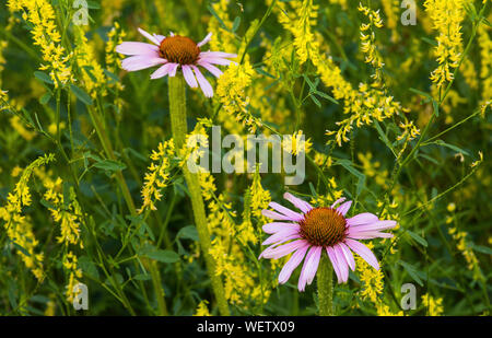 Sonnenhut (Echinaceae purpurea), blühende, Wiesen, Custer State Park, South Dakota, USA, von Bruce Montagne/Dembinsky Foto Assoc Stockfoto
