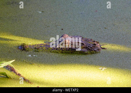 Alligator Headshot am Kreis B Bar finden Stockfoto