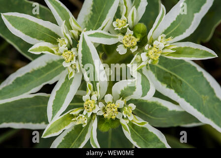 Schnee-auf-den-Berg (Euphorbia marginata), Nahaufnahme von Blumen, Badlands National Park, S. Dakota, USA, von Bruce Montagne/Dembinsky Foto Assoc Stockfoto