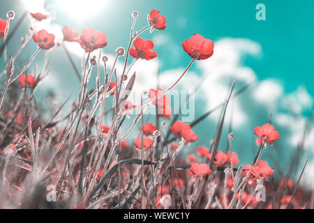 Red Wildblumen gegen den Himmel, Vintage Farben Stockfoto