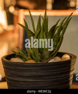 Sukkulenten in einen Topf als dekoratives Schmuckstück in einem Cafe in einem Mexiko Resort. Stockfoto