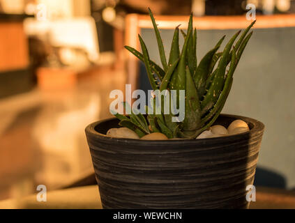 Sukkulenten in einen Topf als dekoratives Schmuckstück in einem Cafe in einem Mexiko Resort. Stockfoto