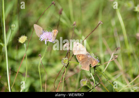 Wiese Braun (Pyrausta aurata) Schmetterling in der Wiese Stockfoto