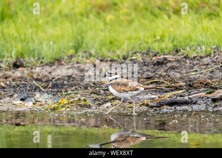 Issaquah, Washington, USA. Killdeer Walking am Ufer von Lake Sammamish State Park. Stockfoto