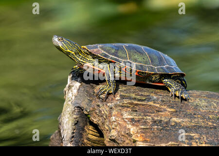 Issaquah, Washington, USA. Western gemalte Schildkröte Sonnen auf einem Baumstamm im See Samammish State Park. Stockfoto