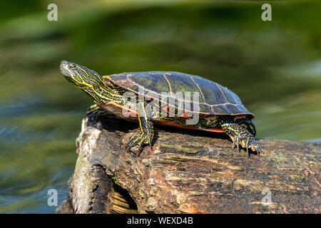 Issaquah, Washington, USA. Western gemalte Schildkröte Sonnen auf einem Baumstamm im See Samammish State Park. Stockfoto