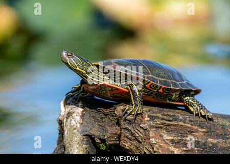 Issaquah, Washington, USA. Western gemalte Schildkröte Sonnen auf einem Baumstamm im See Samammish State Park. Stockfoto