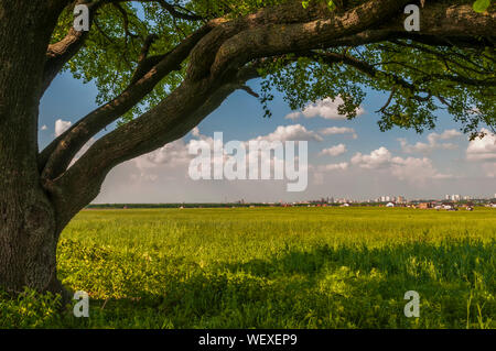 Schönen alten Baum auf der sonnigen Wiese. Filmische Sommer Schuß Stockfoto