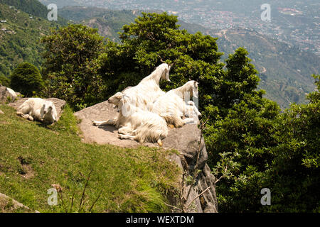 Eine Familie von Ziegen sitzen auf einem Felsen in den Bergen, Stockfoto