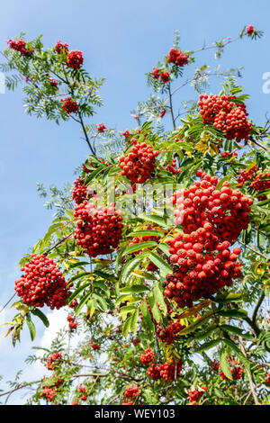 Mountain Ash Beeren auf Baum, Sorbus aucuparia, Rowan im August Stockfoto