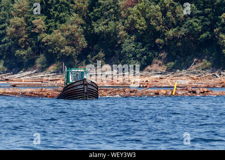 Ein Mann steuert einen kraftvollen schwarz-geschält 'Dozer' (eine Art kleine Ausleger Boot), Abschleppen anmelden Ausleger neben einer bewaldeten Ufer in Küsten British Columbia. Stockfoto