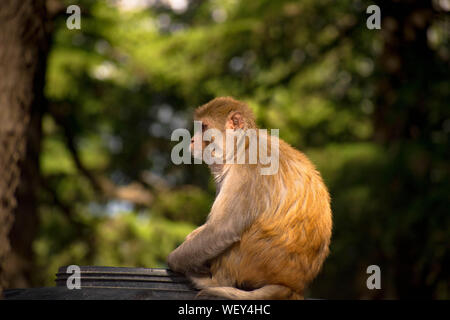 Affe sitzt auf einem Ast eines Baumes oder etwas, das ihrem natürlichen Lebensraum. Einem natürlichen Hintergrund von dichtem Wald ist um ihn herum. Stockfoto