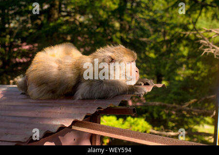 Affe sitzt auf einem Ast eines Baumes oder etwas, das ihrem natürlichen Lebensraum. Einem natürlichen Hintergrund von dichtem Wald ist um ihn herum. Stockfoto