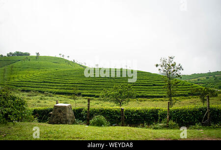 Teeplantagen in Vagamon, Idukki. Ein Teil der Western Ghats in Indien. Ein toller Ort zum Reisen ein Genießen Sie die Schönheit von Kerala Stockfoto