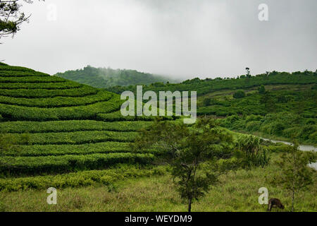 Teeplantagen in Vagamon, Idukki. Ein Teil der Western Ghats in Indien. Ein toller Ort zum Reisen ein Genießen Sie die Schönheit von Kerala Stockfoto