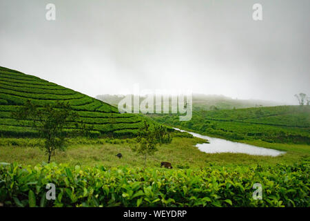 Teeplantagen in Vagamon, Idukki. Ein Teil der Western Ghats in Indien. Ein toller Ort zum Reisen ein Genießen Sie die Schönheit von Kerala Stockfoto