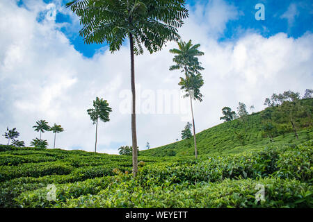 Teeplantagen in Vagamon, Idukki. Ein Teil der Western Ghats in Indien. Ein toller Ort zum Reisen ein Genießen Sie die Schönheit von Kerala Stockfoto