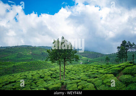 Teeplantagen in Vagamon, Idukki. Ein Teil der Western Ghats in Indien. Ein toller Ort zum Reisen ein Genießen Sie die Schönheit von Kerala Stockfoto