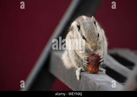 Nahaufnahme von einem Eichhörnchen in gute Zeit Stockfoto