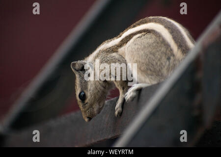 Nahaufnahme von einem Eichhörnchen in gute Zeit Stockfoto