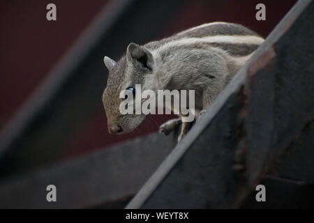 Nahaufnahme von einem Eichhörnchen in gute Zeit Stockfoto