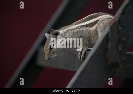 Nahaufnahme von einem Eichhörnchen in gute Zeit Stockfoto