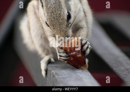 Nahaufnahme von einem Eichhörnchen in gute Zeit Stockfoto