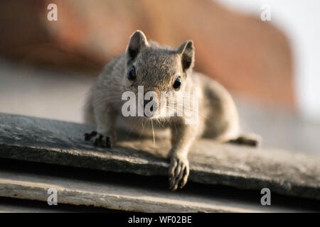 Nahaufnahme von einem Eichhörnchen in gute Zeit Stockfoto