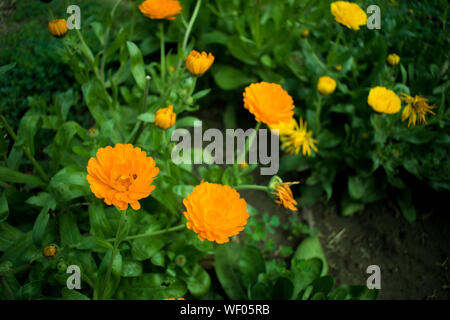 Blumenstrauß gefüllt mit Blumen hängen von der Pole Stockfoto